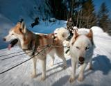 psie záprahy (© M.Reyboz) - Lyžovačky v Alpách, www.hitka.sk